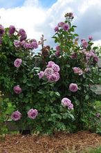 Load image into Gallery viewer, Climbing Rose - Quicksilver Arborose
