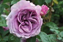 Load image into Gallery viewer, Climbing Rose - Quicksilver Arborose
