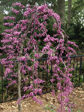 Load image into Gallery viewer, Eastern Redbud 'Ruby Falls'
