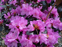 Load image into Gallery viewer, Rhododendron PJM
