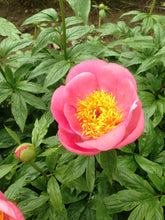 Load image into Gallery viewer, Peony &#39;Roselette&#39;
