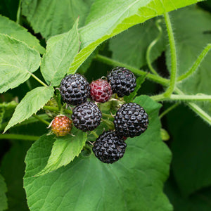 Black Raspberry Munger