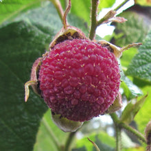 Load image into Gallery viewer, Purple Raspberry
