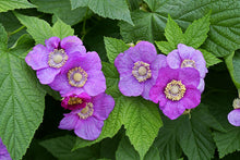 Load image into Gallery viewer, Purple Raspberry
