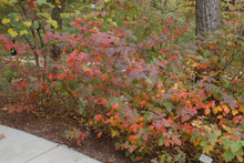 Load image into Gallery viewer, Rhus aromatica &#39;Gro low&#39; (Fragrant Sumac)
