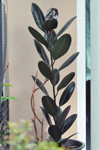 Load image into Gallery viewer, Burgundy Rubber Tree
