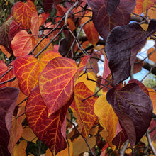 Load image into Gallery viewer, Eastern Redbud 'Ruby Falls'
