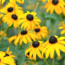 Load image into Gallery viewer, Rudbeckia &#39;Viette&#39;s Little Suzy&#39;
