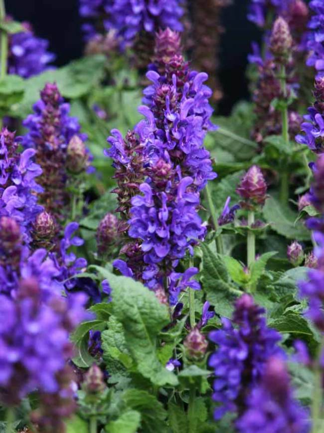 Salvia 'Blue Marvel'