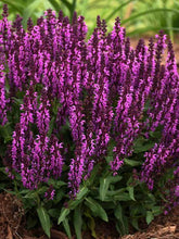 Load image into Gallery viewer, Salvia &#39;Bumbleberry&#39;
