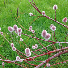 Load image into Gallery viewer, Salix 'Mt. Asama'
