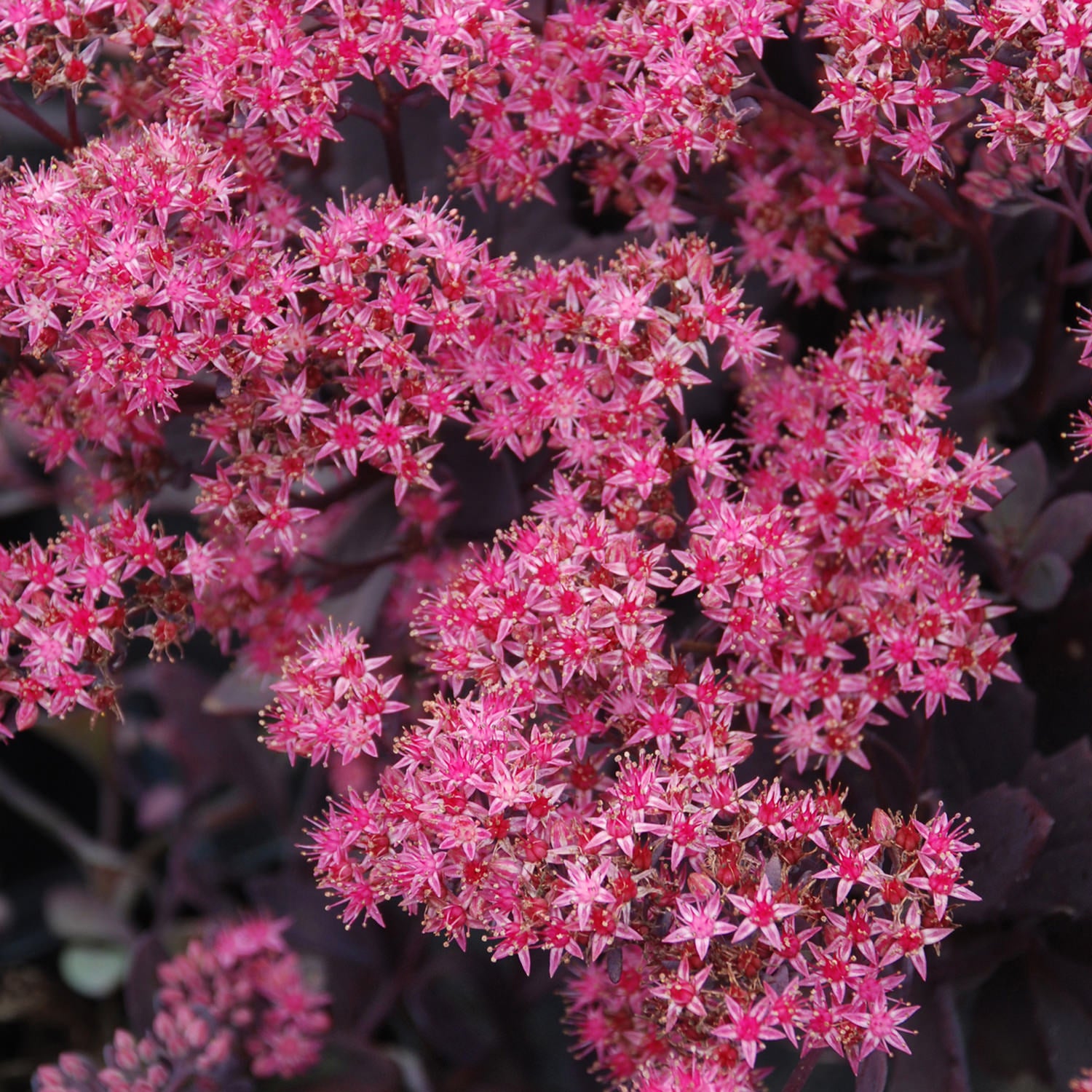 Sedum SunSparkler® 'Plum Dazzled'