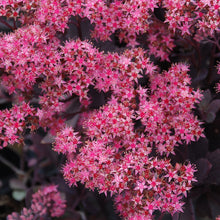 Load image into Gallery viewer, Sedum SunSparkler® &#39;Plum Dazzled&#39;
