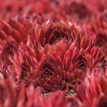 Load image into Gallery viewer, Sempervivum 'Coral Red'
