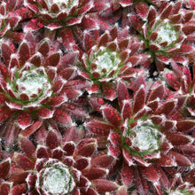 Load image into Gallery viewer, Sempervivum Chick Charms® 'Cosmic Candy™'
