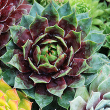 Load image into Gallery viewer, Sempervivum Chick Charms® 'Cranberry Cocktail™'
