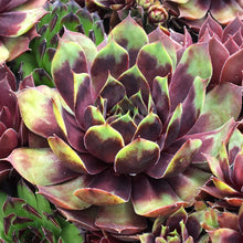 Load image into Gallery viewer, Sempervivum Chick Charms® 'Cranberry Cocktail™'
