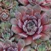 Load image into Gallery viewer, Sempervivum Chick Charms® 'Silver Suede™'
