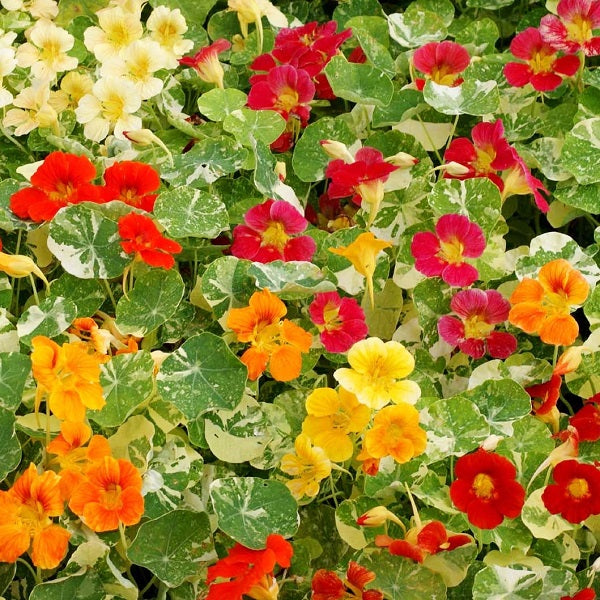 Nasturtium 'Whirlybird Mix'