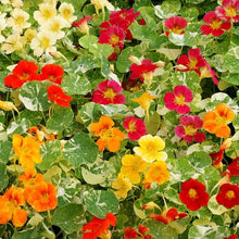 Load image into Gallery viewer, Nasturtium &#39;Whirlybird Mix&#39;
