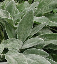 Load image into Gallery viewer, Lamb&#39;s Ears - Stachys &#39;Fuzzy Wuzzy&#39;
