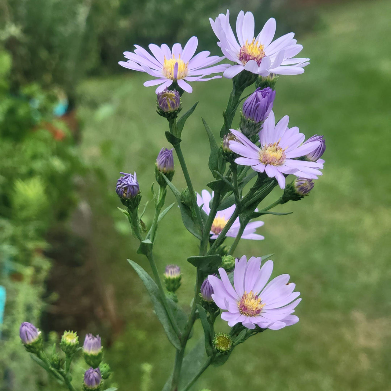 Aster laevis (Smooth Aster)