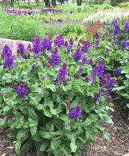 Load image into Gallery viewer, Salvia &#39;Blue Marvel&#39;
