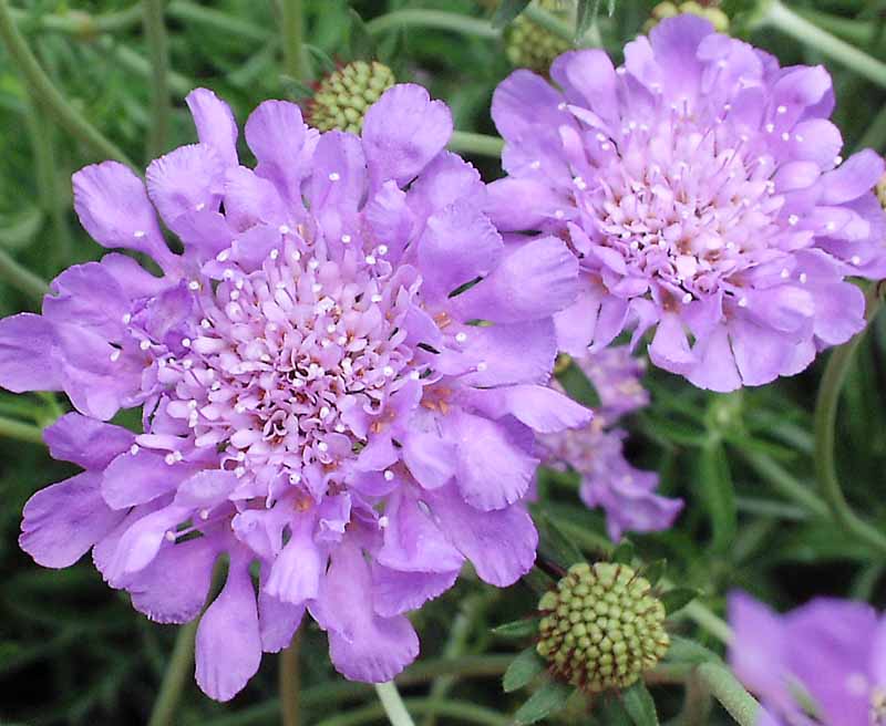 Scabiosa 'Butterfly Blue'