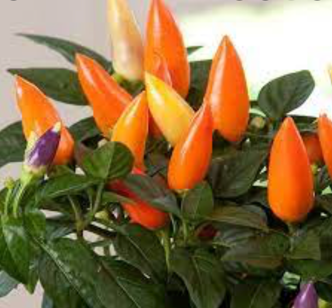 Ornamental Pepper 'Acapulco Orange'