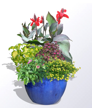 Load image into Gallery viewer, &#39;Canna &amp; Lantana&#39; DIY Container Kit
