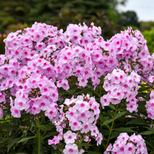 Load image into Gallery viewer, Phlox 'Opalescence'
