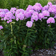 Load image into Gallery viewer, Phlox 'Opalescence'
