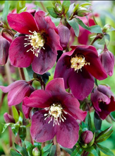 Load image into Gallery viewer, Helleborus &#39;Rome in Red&#39;
