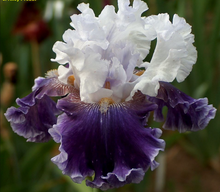 Load image into Gallery viewer, German Iris &#39;Feel the Thunder&#39;
