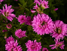 Load image into Gallery viewer, Annual Aster - 6&quot;
