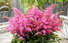 Load image into Gallery viewer, Astilbe &#39;Younique™ Raspberry&#39;
