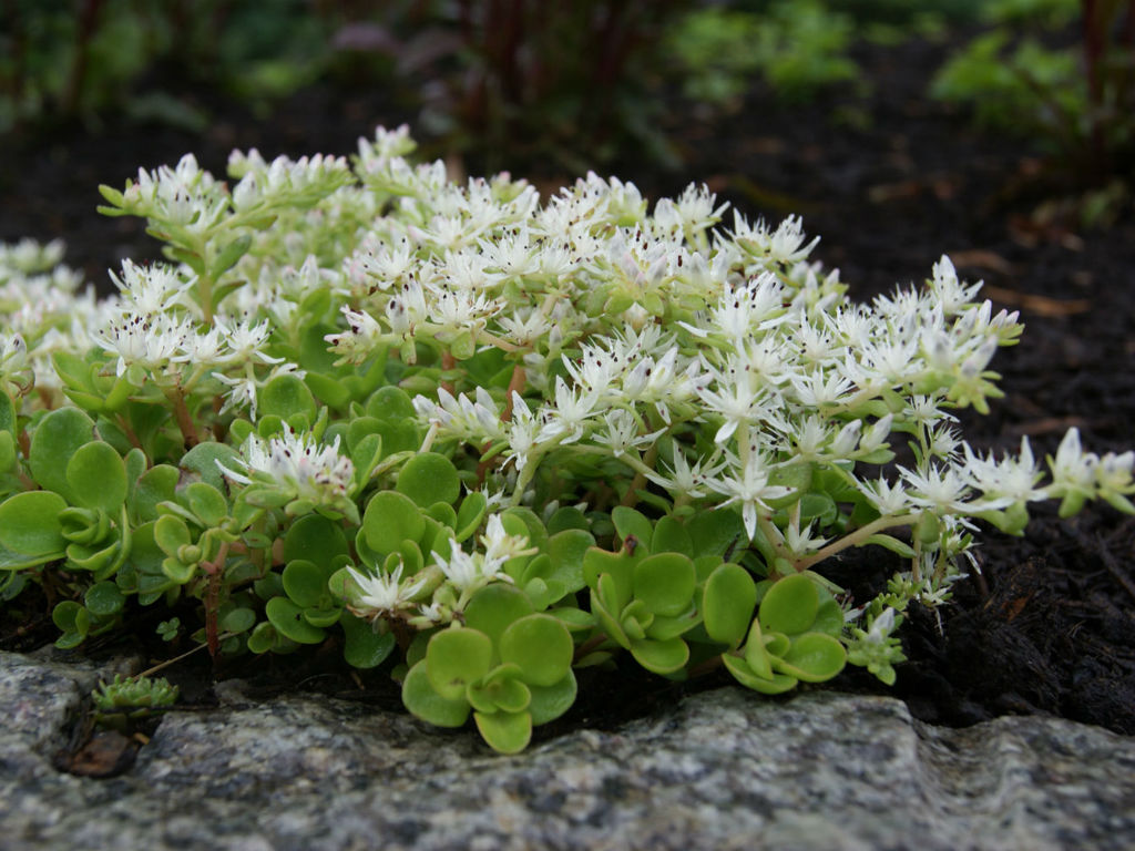 Sedum ternatum