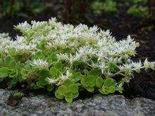 Load image into Gallery viewer, Sedum ternatum
