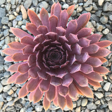 Load image into Gallery viewer, Sempervivum &#39;Royal Ruby&#39;
