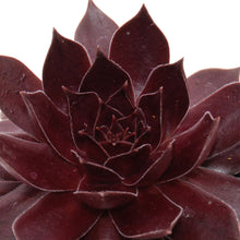 Load image into Gallery viewer, Sempervivum Chick Charms® 'Chocolate Kiss™'
