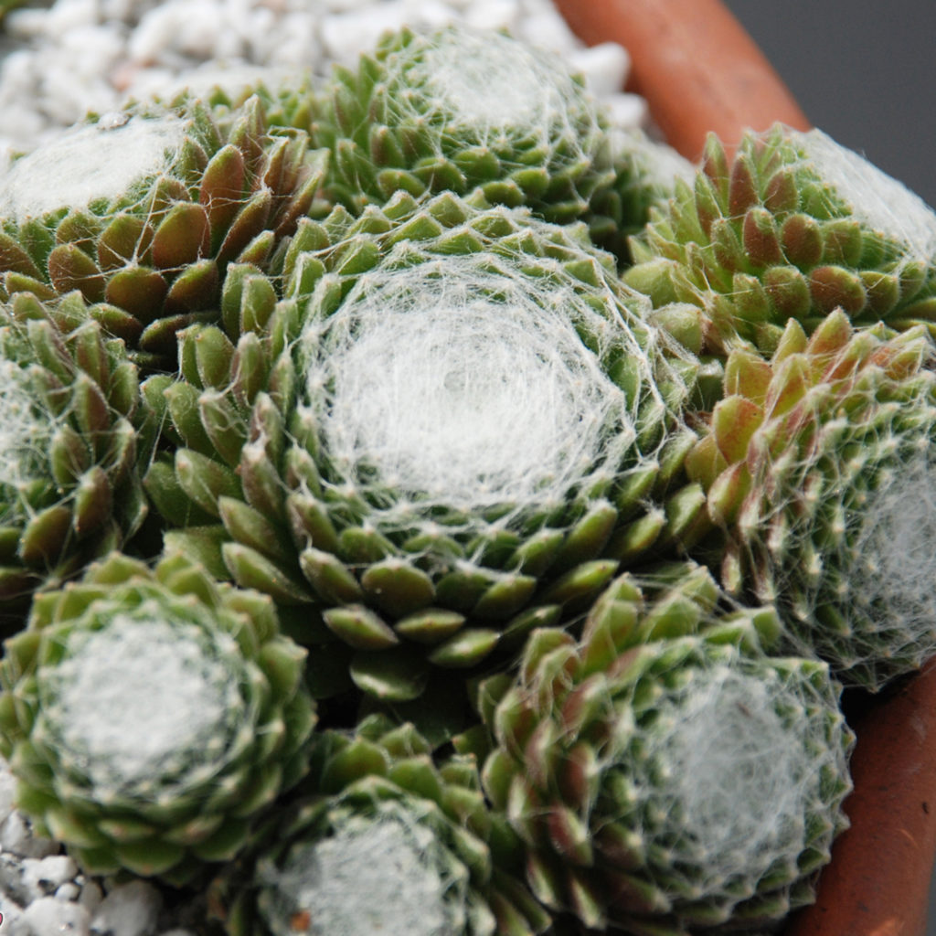 Sempervivum 'Cobweb'
