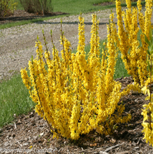 Load image into Gallery viewer, Forsythia Show Off &#39;Sugar Baby&#39;
