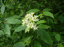 Load image into Gallery viewer, Silky Dogwood
