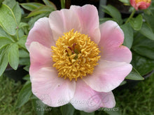 Load image into Gallery viewer, Peony &#39;Silver Dawn Mix&#39;
