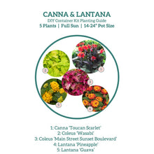 Load image into Gallery viewer, &#39;Canna &amp; Lantana&#39; DIY Container Kit
