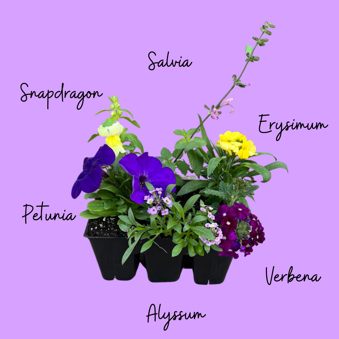 'Mardi Gras' Spring Mixed 6 Pack