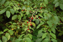 Load image into Gallery viewer, Spicebush

