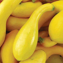 Load image into Gallery viewer, Squash 'Dixie'
