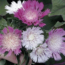 Load image into Gallery viewer, Stokesia &#39;Colorwheel&#39;
