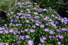 Load image into Gallery viewer, Stokesia ' Peachie's Pick'
